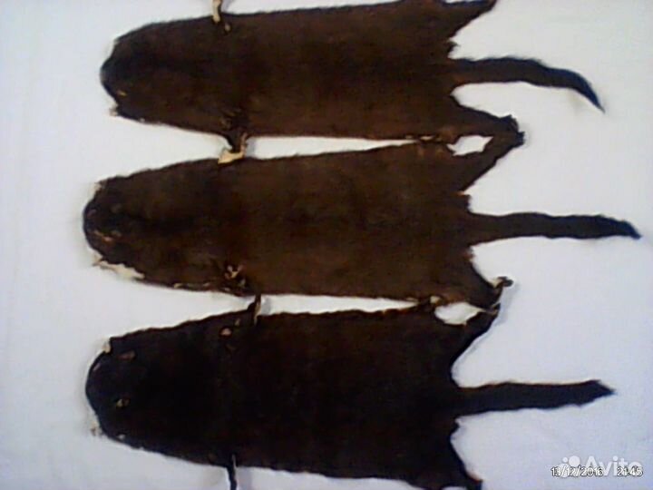 Шкурки лесной норки\\Размером 42x18см\\Цена за 1шт