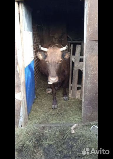 Корова с телёнком