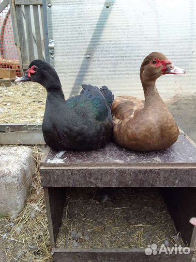 Мускусные утки