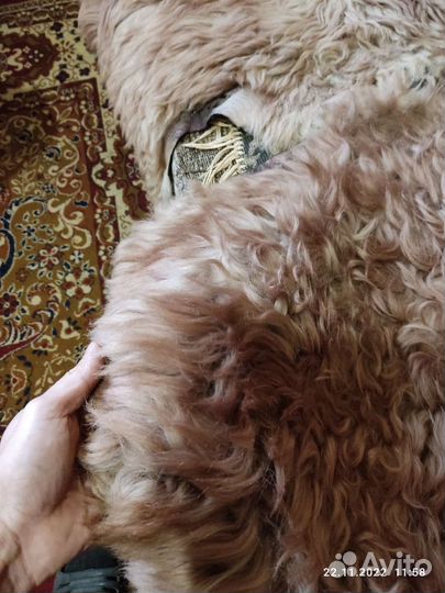 Овечья шкура натуральная