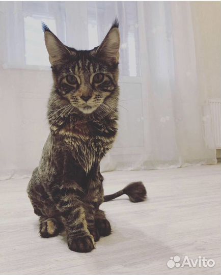 Груминг животных