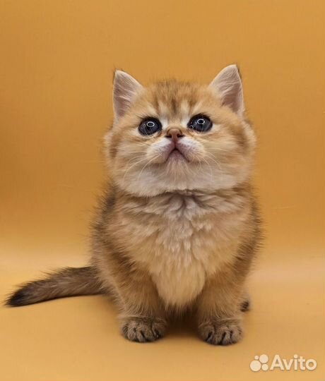 Очень красивый малыш)