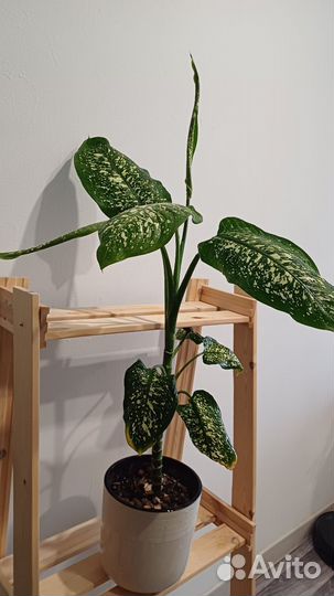 Диффенбахия