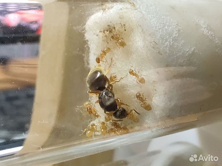 Муравьи Lasius Niger