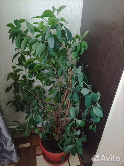 Фикус большого размера