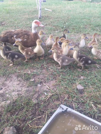 Утка с утятами