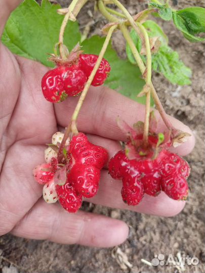 Клубника- (азия) -Цветочек