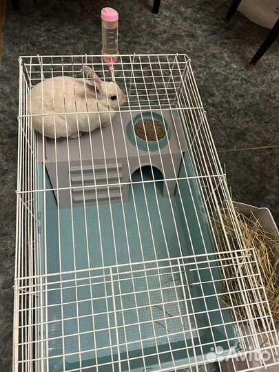 Кролик карликовый рекс