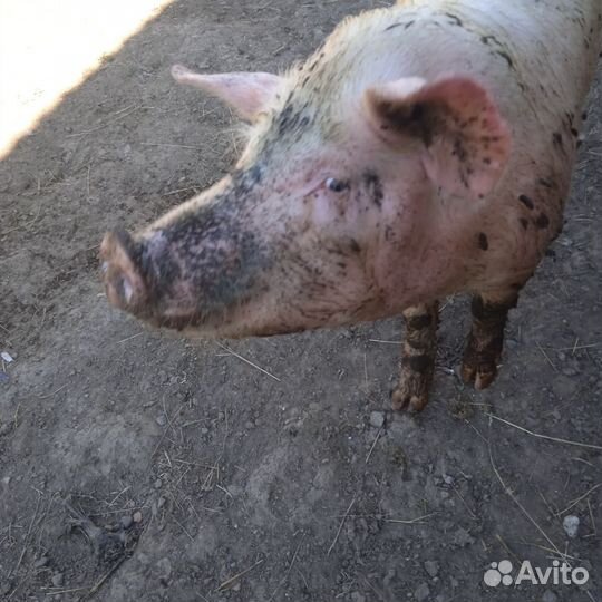 Свиньи Ландрас