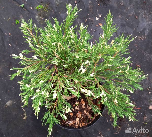 Можжевельники горизонтальные