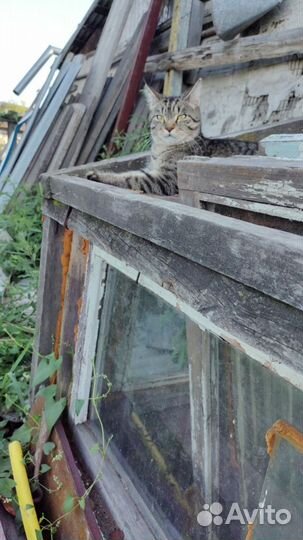 Кошка Мей-кун