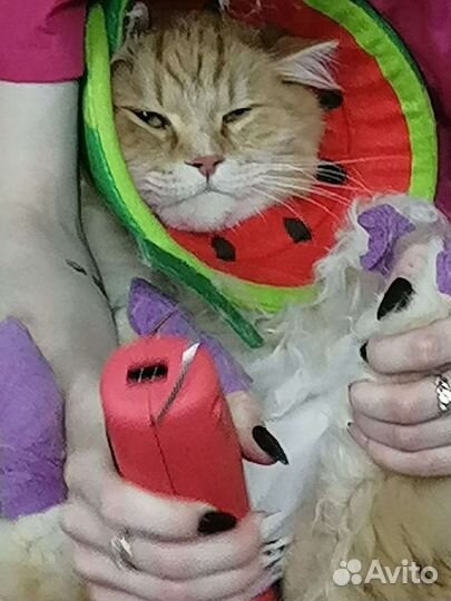 Стрижка кошекГрумер на выезде к клиенту