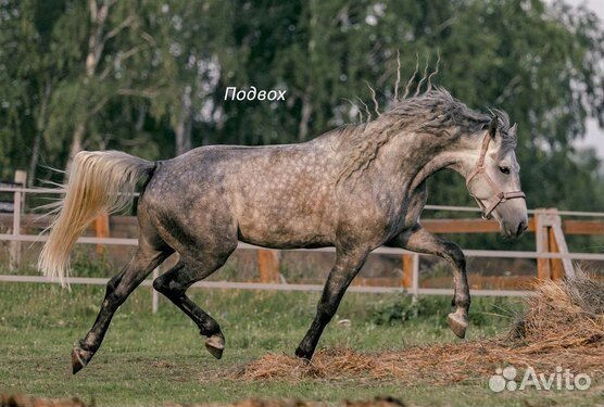 Орловский рысак