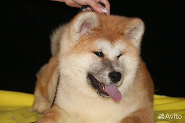 Шикарный мальчик Акиты