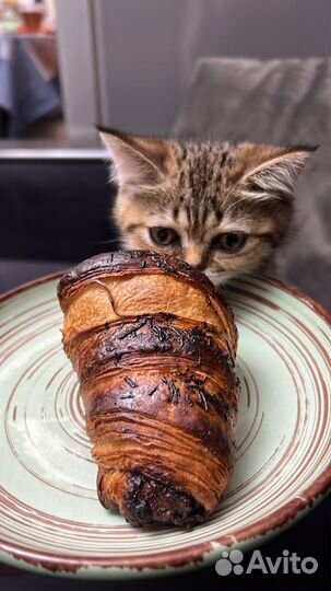 Кот в добрые руки