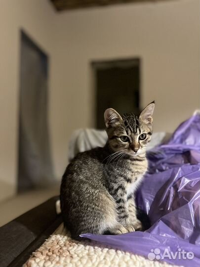 Котик в дар