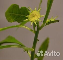 Суккуленты