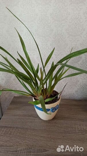 Орхидея цимбидиум