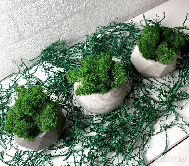 Стабилизированный мох набор 3 кашпо