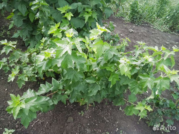 Черная смородина куст