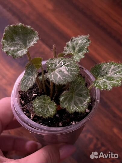 Камнеломка плетеносная