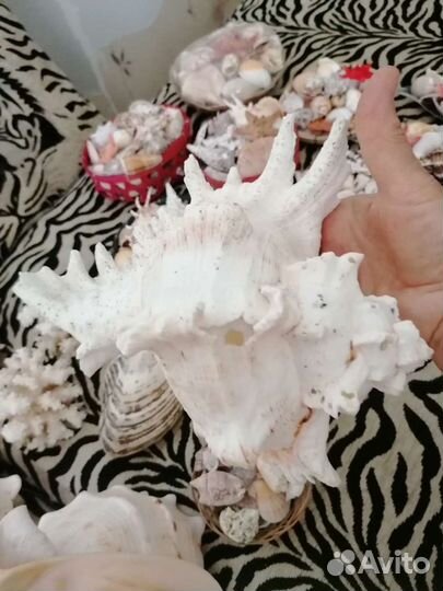 Большие раковины, наборы ракушек разные, кораллы