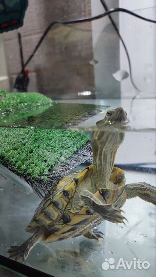 Красноухая черепаха с аквариумом