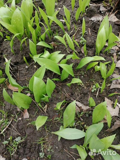 Растение черемша