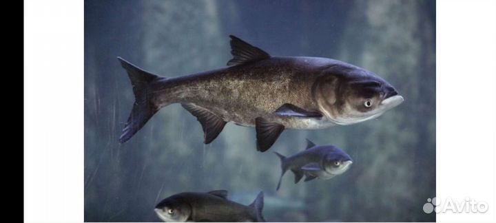 Рыба для пруда