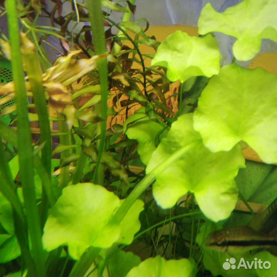 Аквариумные растения