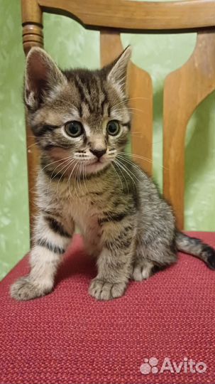 Котята от британской кошки