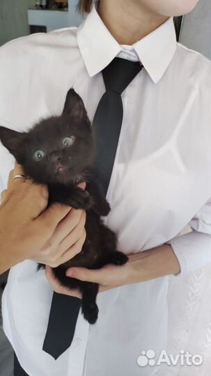 Кошка в дар бесплатно