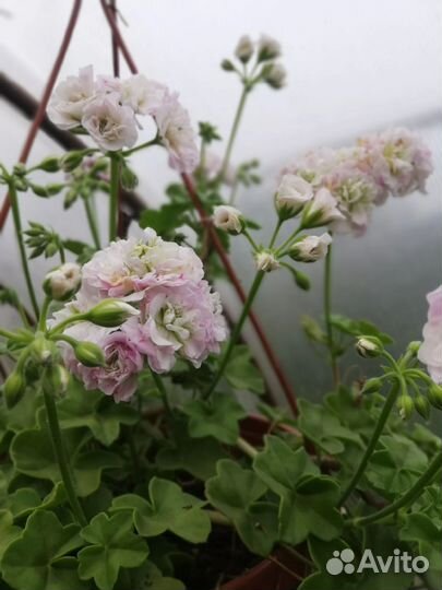 Пеларгонии сортовые