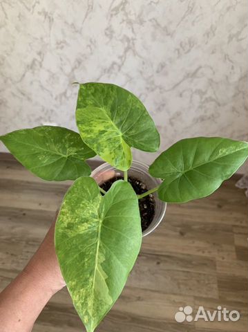 Алоказия гагеана вариегатная купить в Иркутске | Товары для дома и дачи ...