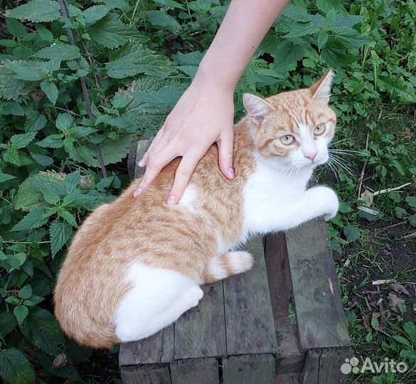 Кот-крыселов Рыжик в добрые руки