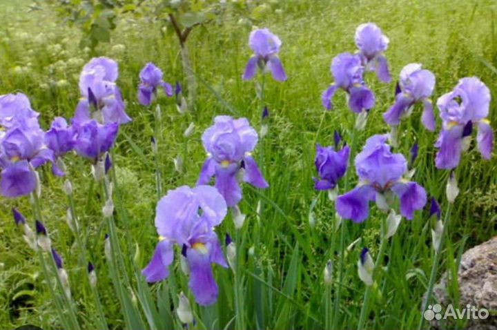 Ирис бородатый