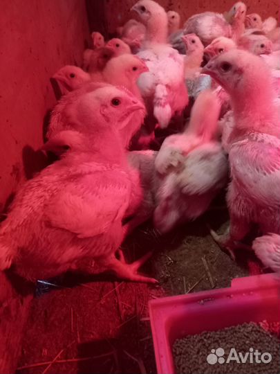 Броллеры росс308