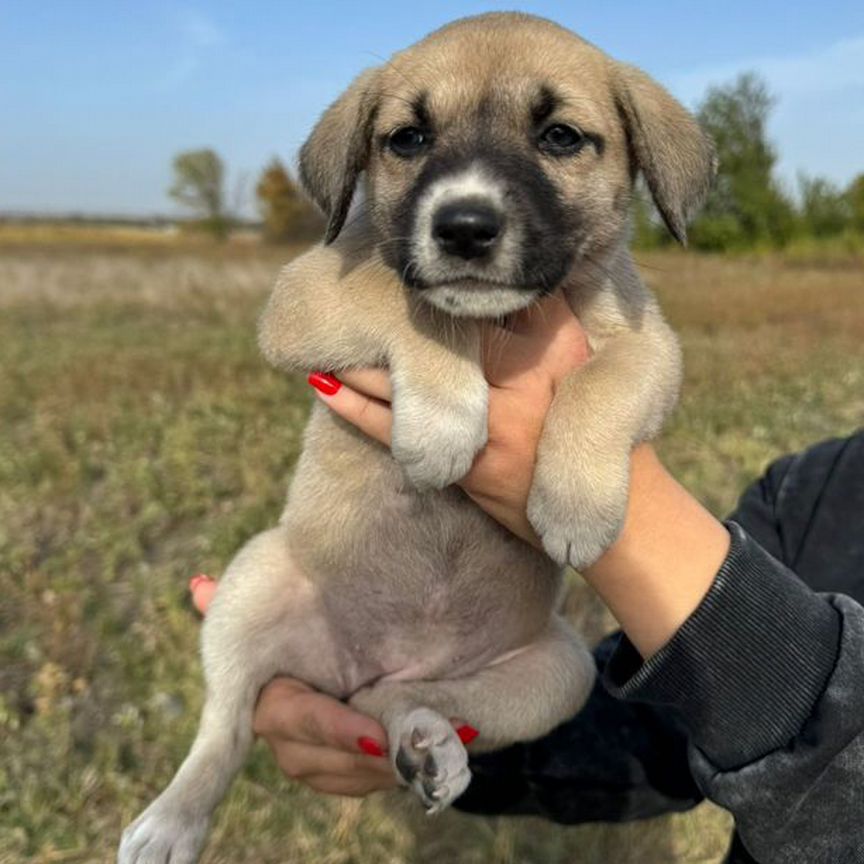 Собака в добрые руки