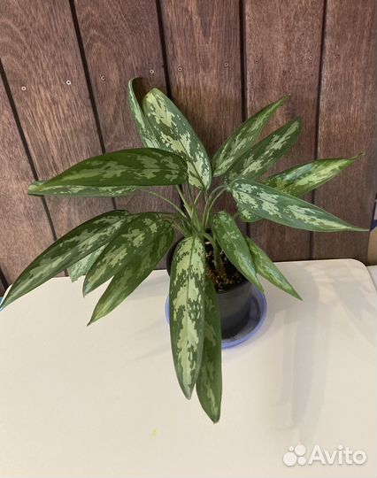 Фикус , аглаонемы разные, пахира
