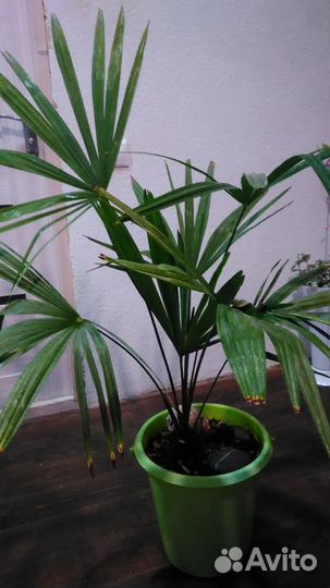 Веерная пальма