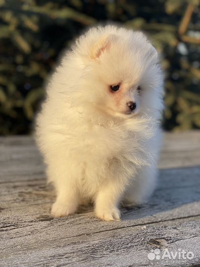 Шпицуля девочка