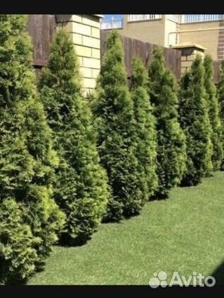 Туи разных сортов