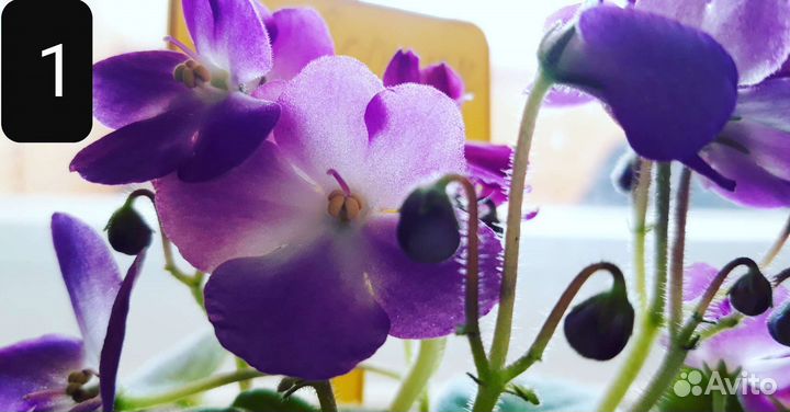 Фиалки цветущие