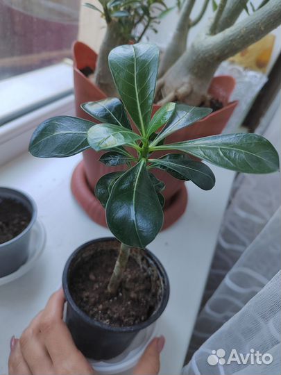 Адениум обесум укорененные черенки