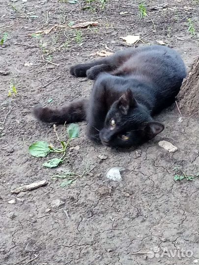 Кошечка 4 месяца