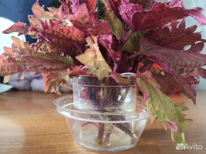 Колеус Ханна