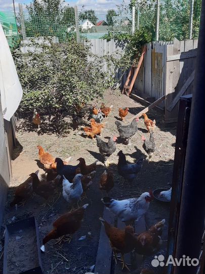 Продам петушков Молодых