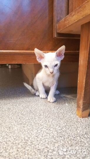 Канадский сфинкс