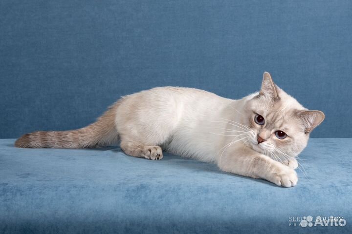 Кошки породистые
