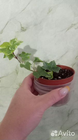 Комнатные цветы